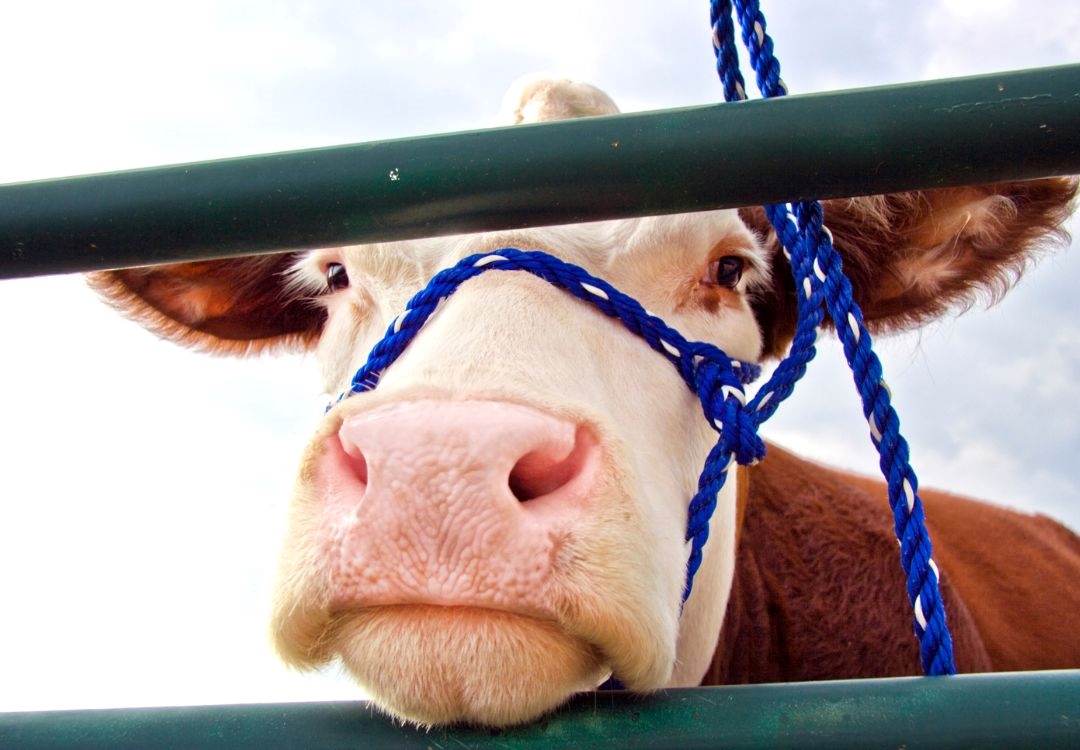 Feria agrícola de Cuyahoga se extiende hasta el 10 de agosto