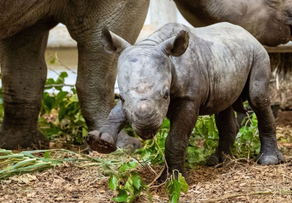 Nuevo rinoceronte nace en el zoo de Cleveland