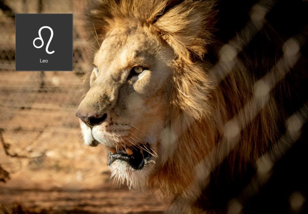 Leo: ¡Cuidado con tus impulsos, puedes perder mucho!