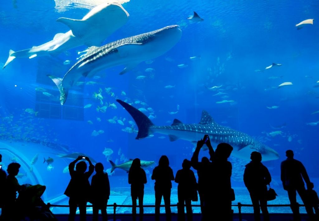 Cleveland bajo el agua: Descubra un acuario que fascina a todos