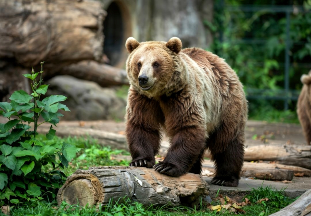 ¿Se puede disfrutar gratis en el Zoológico de Cleveland?