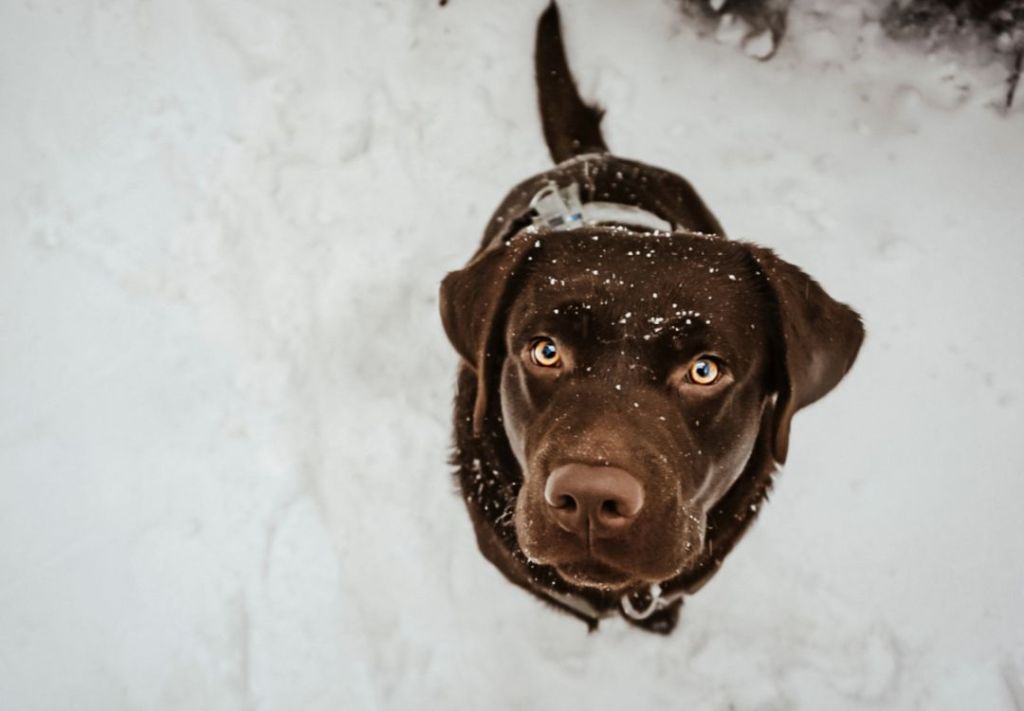 Autoridades advierten sanciones por exponer mascotas al frío