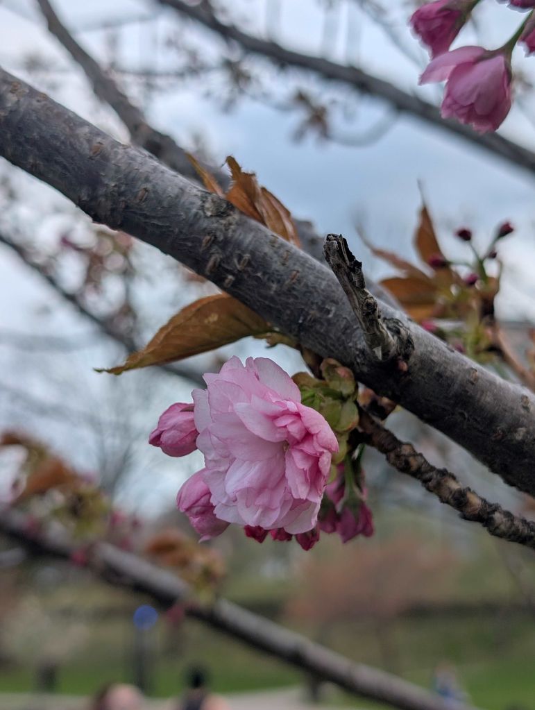 ¿Cuál fue el mejor regalo de abril en Cleveland?