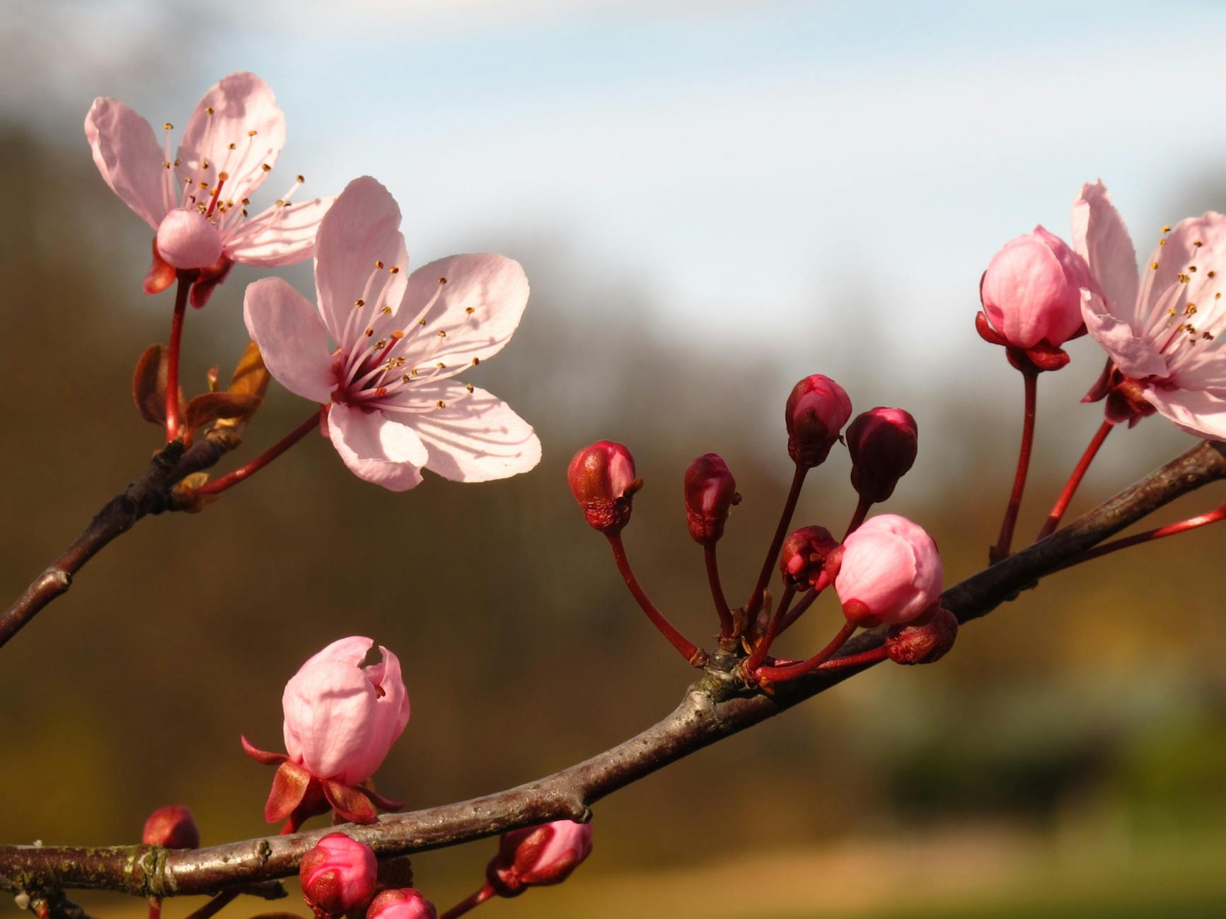 cherry blossom closeup in springtime barcelona