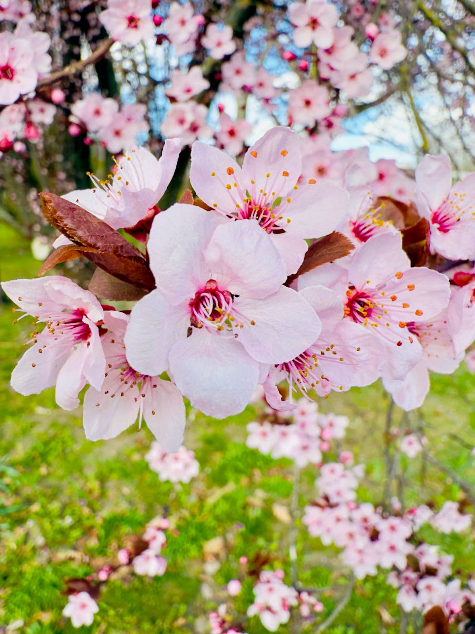 blooming cherry blossoms in berlin park