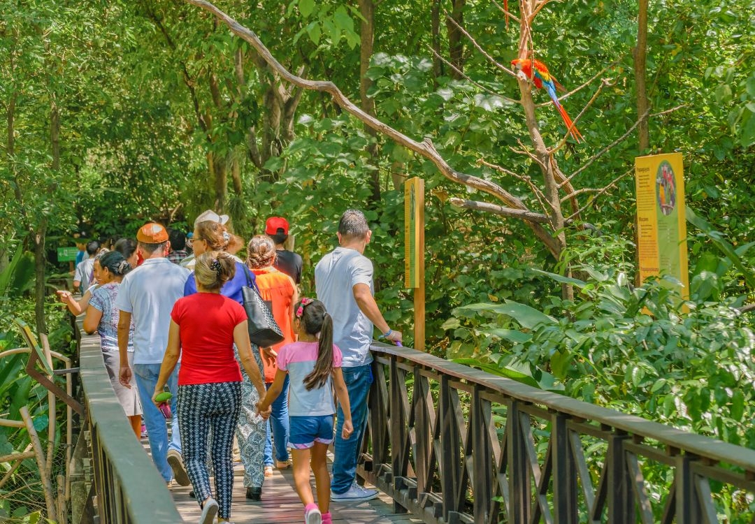 A group of people walking on a wooden bridge through a lush, green forest with a colorful parrot perched on a branch.