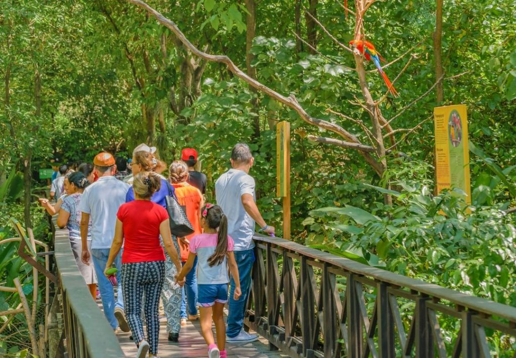 A group of people walking on a wooden bridge through a lush, green forest with a colorful parrot perched on a branch.